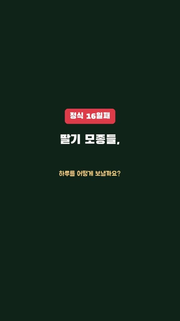 정식 16일째, 딸기 모종은 하루를 어떻게 보낼까요?