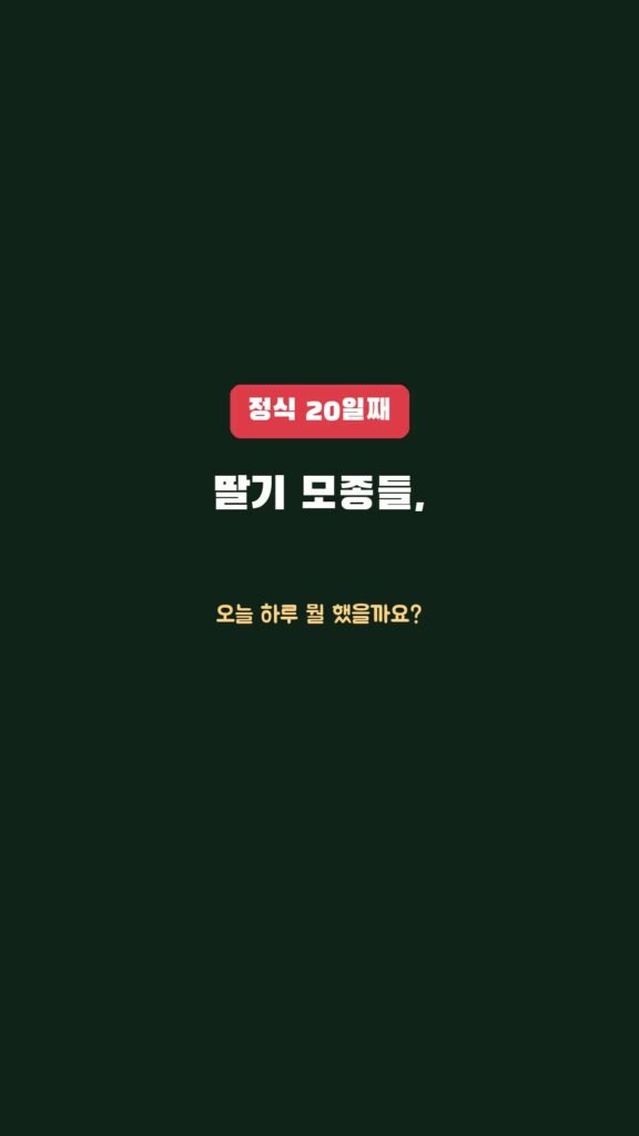 정식 20일째, 딸기 모종은 오늘 하루 뭘 했을까요?