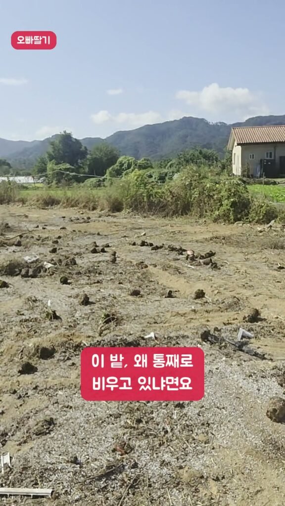 이 빈 땅에 새 하우스가 올라가요!