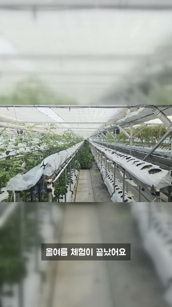 올여름 체험을 잘 마무리했어요
