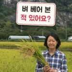 벼 베어 본 적 있어요? 가을 논에서 쌀강정까지