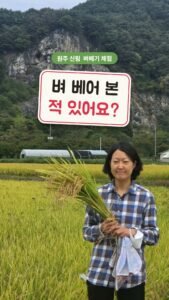 벼 베어 본 적 있어요? 가을 논에서 쌀강정까지